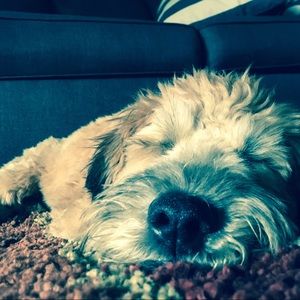 Meet your Posher, Haley